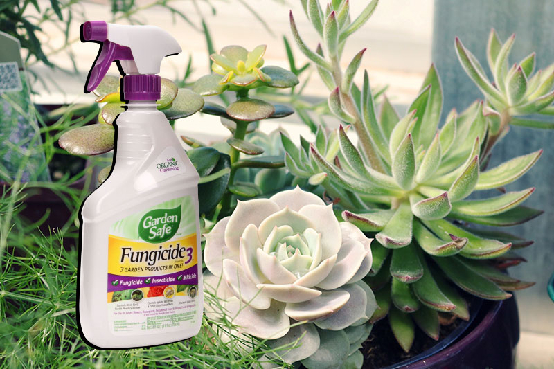 fungicide for succulents