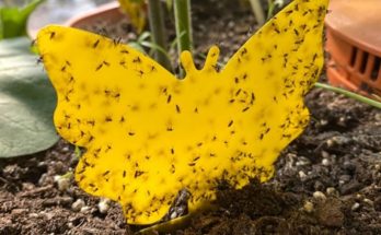 fungus gnats