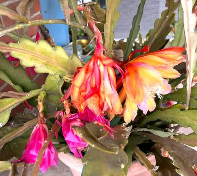 Orchid Cactus(Epiphyllum Spp) Care Tips Amaze Vege Garden