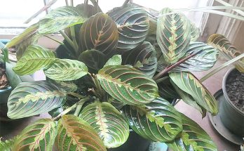 prayer plant