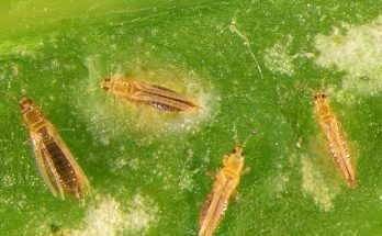 thrips on houseplants