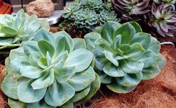 succulent without soil