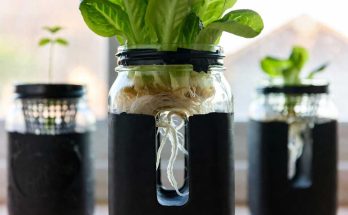 grow lettuce in mason jar