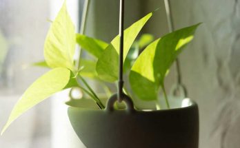 neon pothos plant
