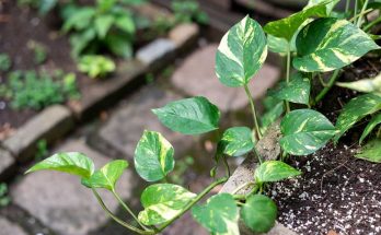 pothos plant