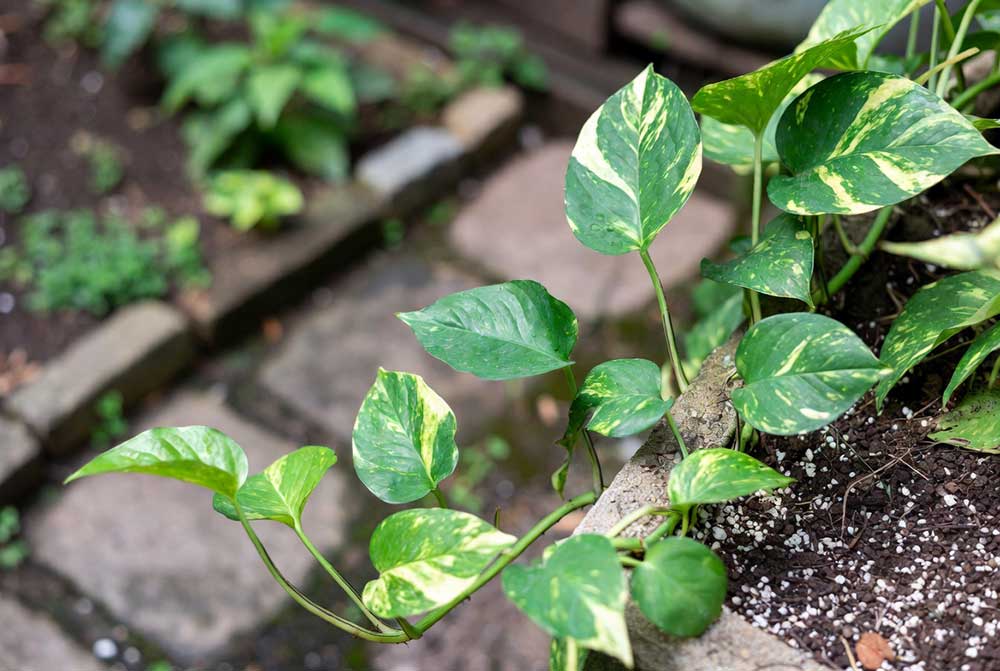 pothos plant