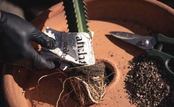 repotting tall succulent